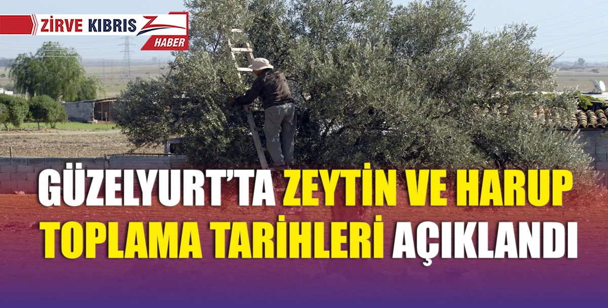Güzelyurt'ta erkenci zeytin ve haruplar 25 Ağustos, yerli zeytinler ise 8 Eylül’den itibaren toplanacak