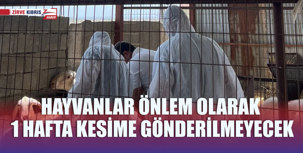 Koyun ve keçi çiçek hastalığına karşı aşılama çalışmaları sürüyor
