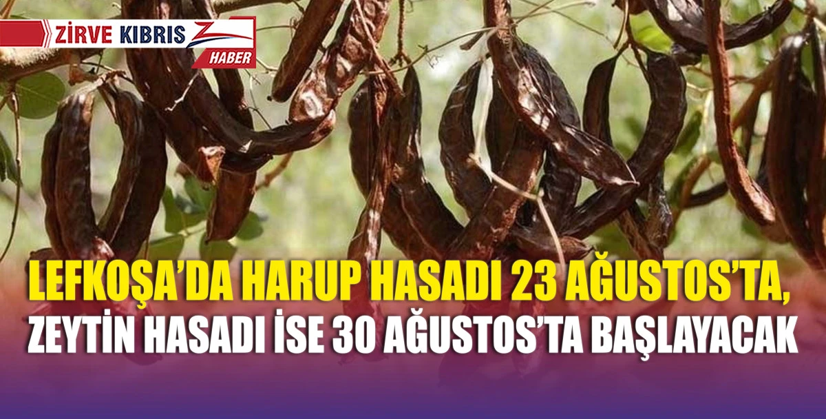 Lefkoşa Kaymakamlığı, harup ve zeytin toplama tarihlerinin belirlendiğini duyurdu